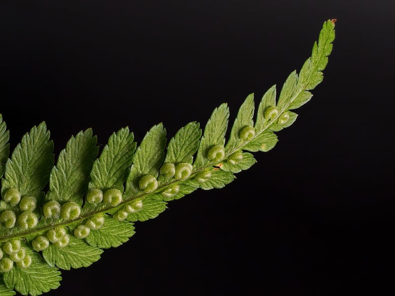 Ghostly Fern