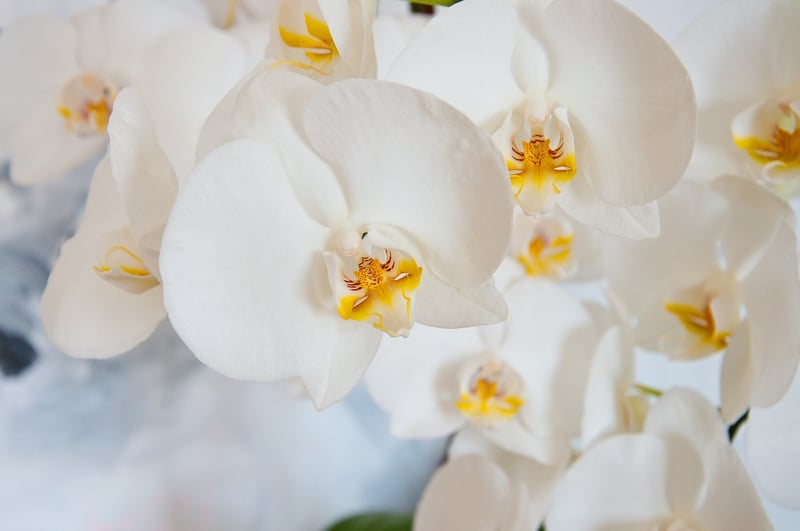 Dragon's Breath Orchid