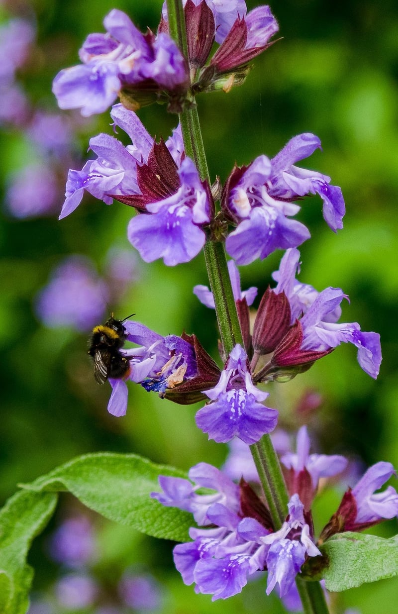 Witching Sage